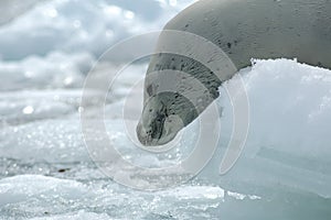 Crabeater seals on the ice.