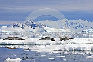 Crabeater seals on ice floe, Antarctic Peninsula