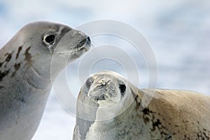 Crabeater seals on ice floe, Antarctic Peninsula