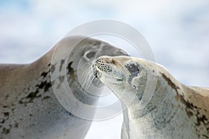 Crabeater seals on ice floe, Antarctic Peninsula