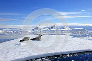 Crabeater seals on ice floe, Antarctic Peninsula
