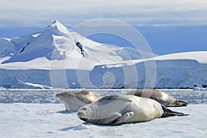 Crabeater seals on ice floe, Antarctic Peninsula