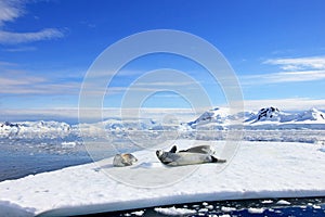 Crabeater seals on ice floe, Antarctic Peninsula