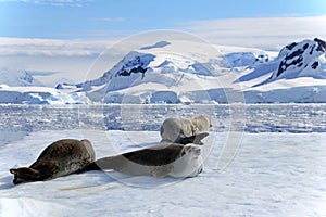 Crabeater seals on ice floe, Antarctic Peninsula