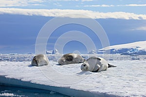 Crabeater seals on ice floe, Antarctic Peninsula