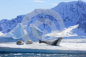 Crabeater seals on ice floe, Antarctic Peninsula photo