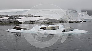 Crabeater seals on ice flow, Antarctica