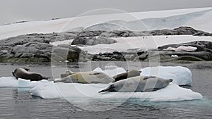 Crabeater seals on ice flow, Antarctica