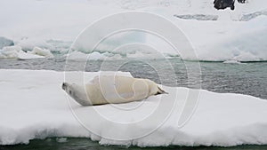 Crabeater seals on ice flow, Antarctica