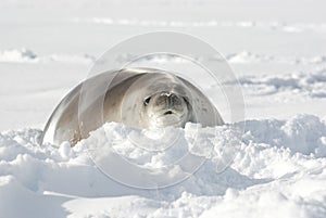 Crabeater seals lying in the snow. photo