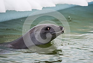 Crabeater seals in the water