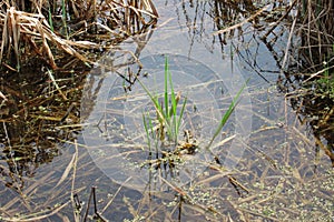 Crabgrass in water