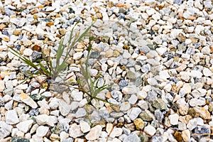 Crabgrass Weed