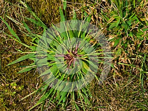 Crabgrass weed