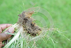 Crabgrass weed root