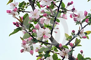 `Crabidashery` Crab Apple Blossoms in Spring