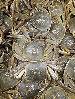 Crabs