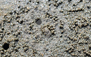 Crabs on the beach making their houses. Sea crab is making the house by the sea because the protection of the sea is coming up.