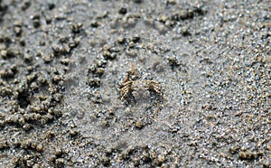 Crabs on the beach making their houses. Sea crab is making the house by the sea because the protection of the sea is coming up.