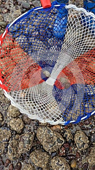Crabs caught in a child's net whilst rock pooling photo