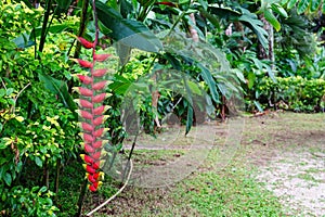 A crabs-claw Heliconia flower on the tropical island of Rarotonga