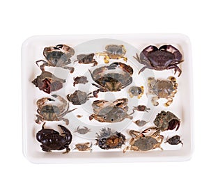 Crabs on container ,isolated on white background with clipping path