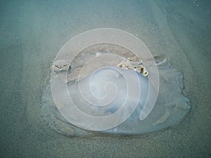 Crabs eating a jellyfish on the shore in Netanya