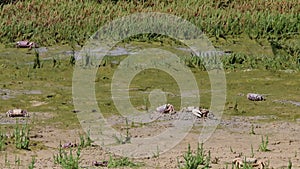 Crabs in Estrecho Natural Park, Spain