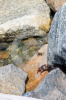 Crabs Facing Off in Muscat Oman Along the Arabian Sea - March 2023