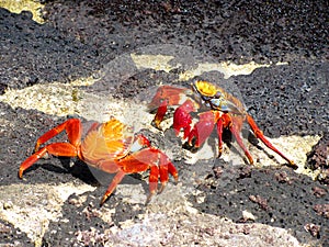 Crabs fight, Galapagos