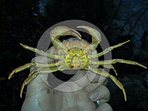 A crabs on hand, Iran, Gilan, Rasht photo