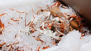 Crabs in ice