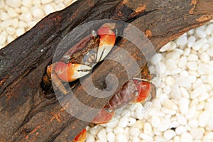 Crabs inhabiting the dry wood