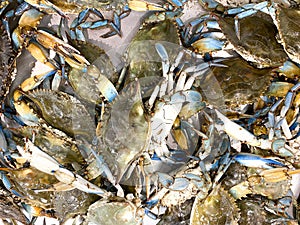 fresh crab in defensive position