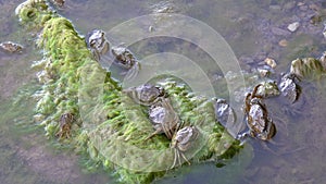 Crabs on Mossy Rock at the Water`s Edge