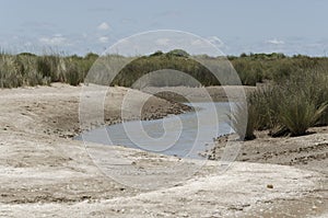 Crabs: Neohelice, Chasmgnatus granulata, and fiddler crab, Uca uruguayensis