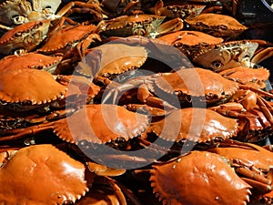 Crabs and other seafood