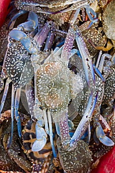 crabs in a red basket