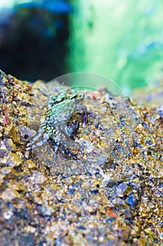 Crabs on a rock. Crabs have a sunbath on a rock near the sea.