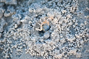 Crabs and sand grains on the beach with blurred background photo