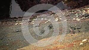 Crabs scuttle over algae-covered stones at tidal zone. Seashore wildlife, crustaceans forage for food. Coastal ecosystem