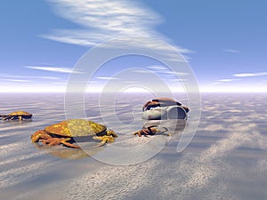 Crabs photo