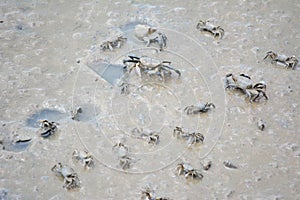 Crabs on the shore