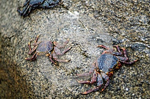Crabs on the stone of a beach