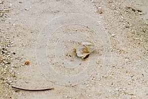 Crabs in transparent waters of Zanzibar