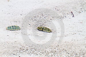 Crabs in transparent waters of Zanzibar