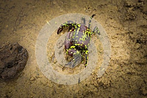 Crabs from tropical climate showing unique and varied colours and habitat from freshwater rice fields to mangrove swamp