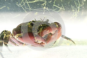 Crabs from tropical climate showing unique and varied colours and habitat from freshwater rice fields to mangrove swamp