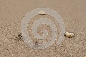 Crabs walking on sandy beach