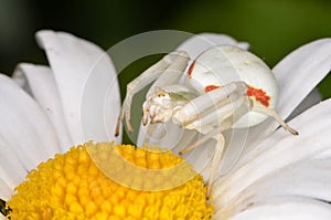 Crabspider (Misumena vatia)